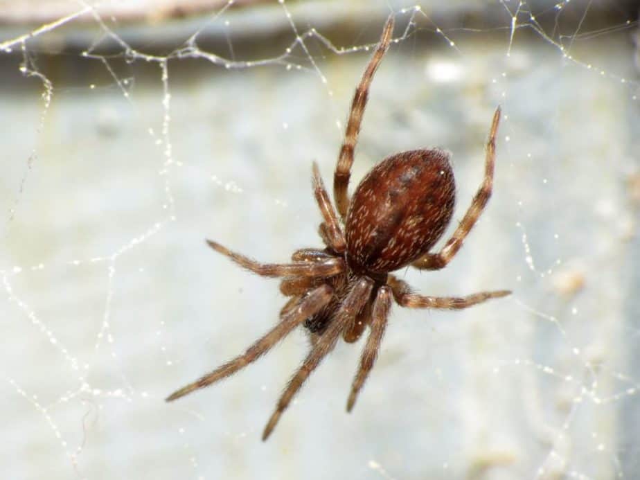 Gray House Spider - Badumna Longinqua in web gray or brown spider with tangled web