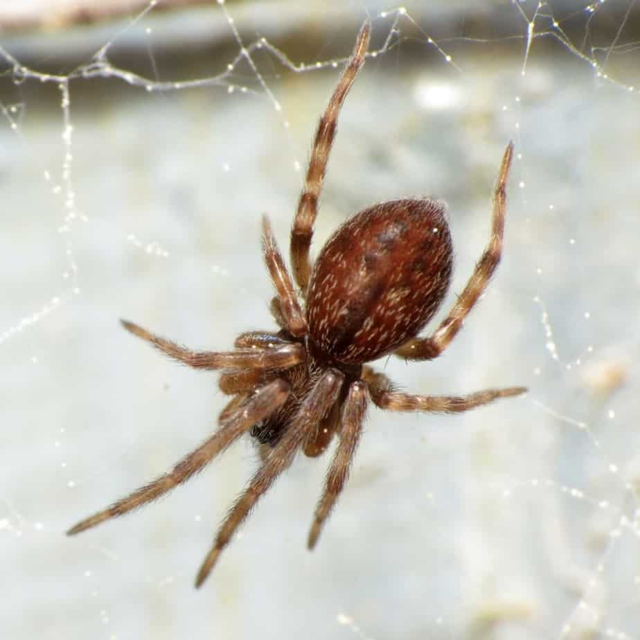 Gray House Spider – Badumna Longinqua