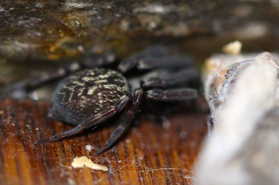 Grey house spider - black spider on ground with grey or white pattern on back in California.