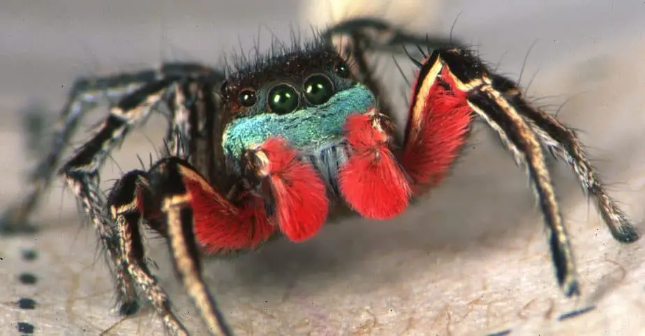 Habronattus americanus male Idaho red palps colored jumping spider USA