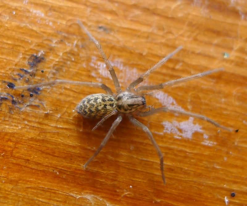 Juvenile eratigena atrica giant house spider