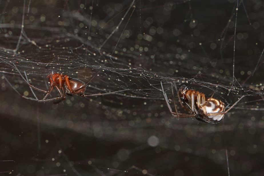 Male and female bowl and doily spider Frontinella pyramitela