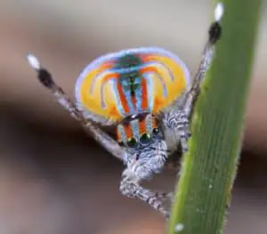 Male peacock spider most colorful spiders in the world