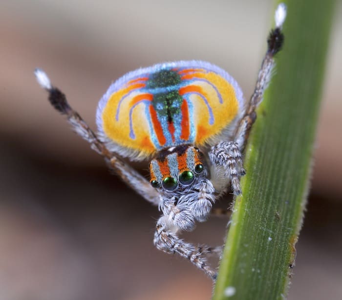 This giant spider in Australia will haunt your dreams