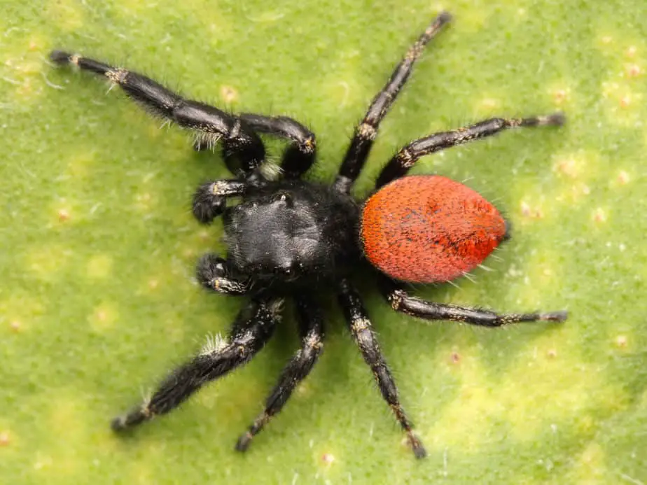 Male phidippus johnsoni red-backed jumping spider black with red abdomen