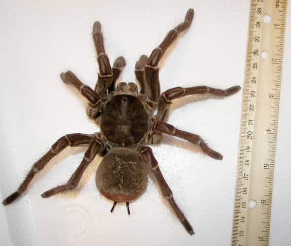 Male_goliath_birdeater heaviest spider in the world