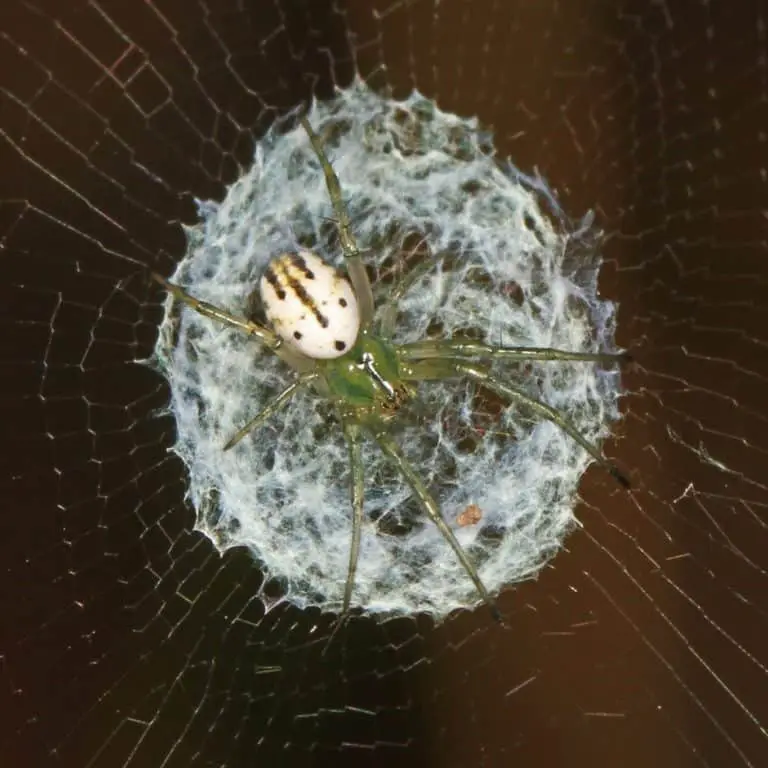 Spiders in Connecticut - USA Spiders