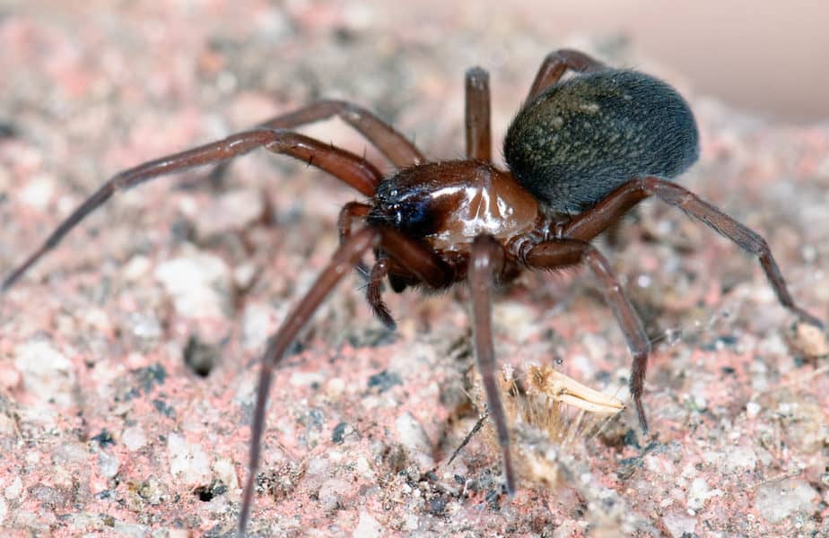 Metaltella_simoni female brown spider with grey abdomen - Kopie