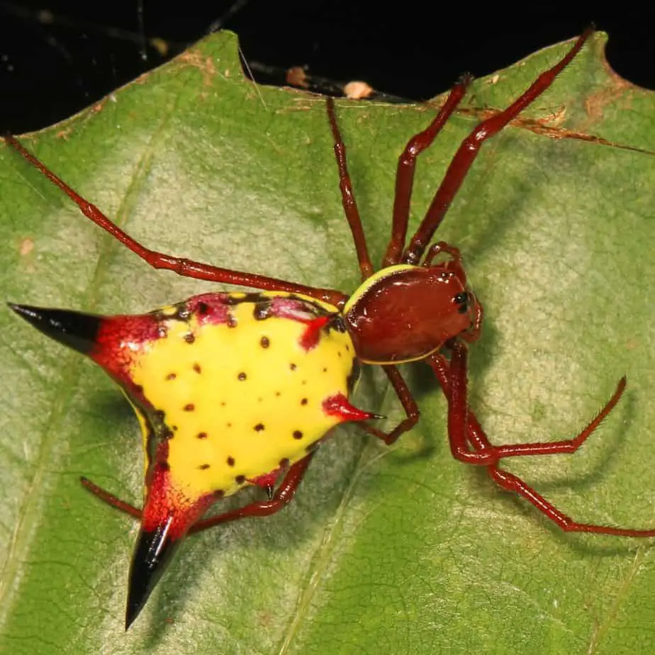 Micrathena Sagittata - Arrow-Shaped Orbweaver information