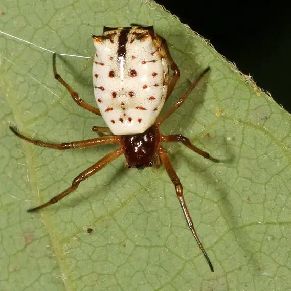 Micrathena mitrata – White Micrathena