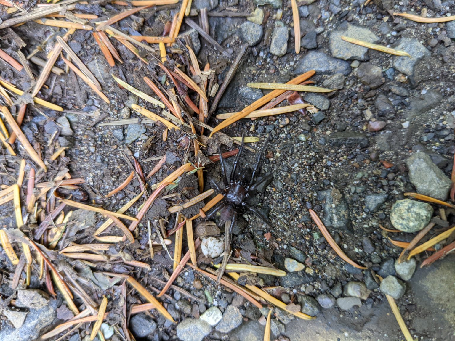 Scotophaeus Blackwalli - Mouse Spider - USA Spiders