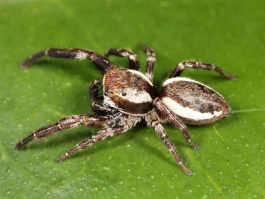 Phanias albeolus jumping spider