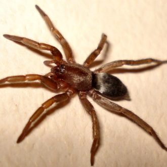 Scotophaeus Blackwalli - Mouse Spider - USA Spiders