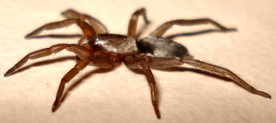 Scotophaeus Blackwalli - Mouse Spider - USA Spiders