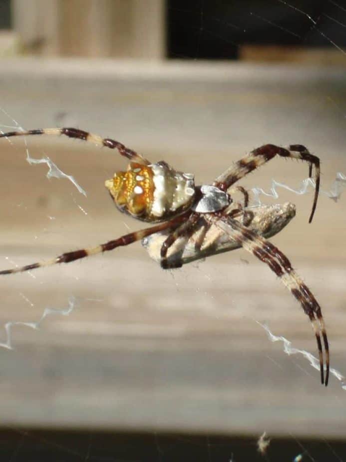 Silver garden spider in web with prey