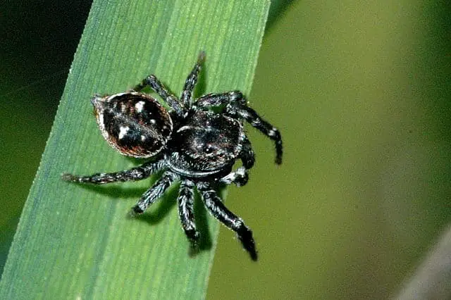 Sitticus floricola jumping spider in North america