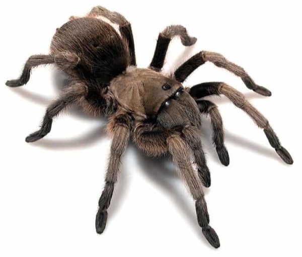 Tarantulas in Texas - USA Spiders