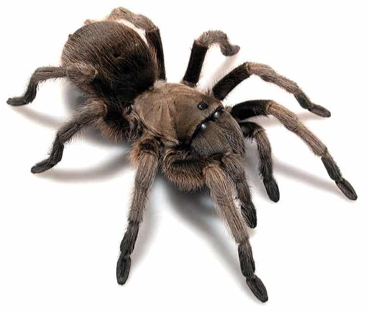 Tarantulas in Texas Aphonopelma gabelie female dark brown and black tarantula