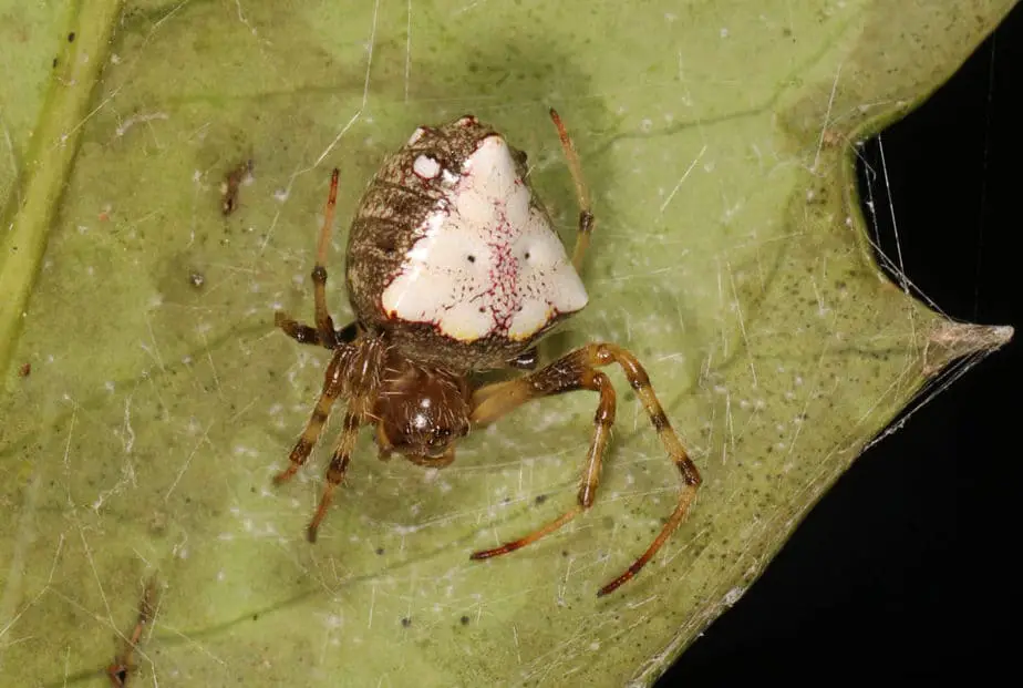 Verrucosa arenata - Triangle orb weaver white triangle on back