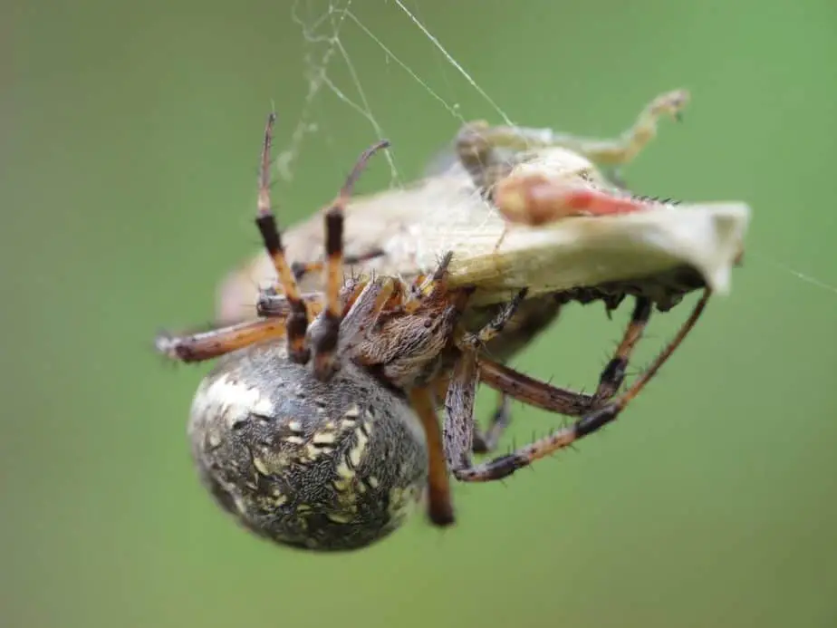 Western Spotted Orb Weaver – Neoscona Oaxacensis in california with prey