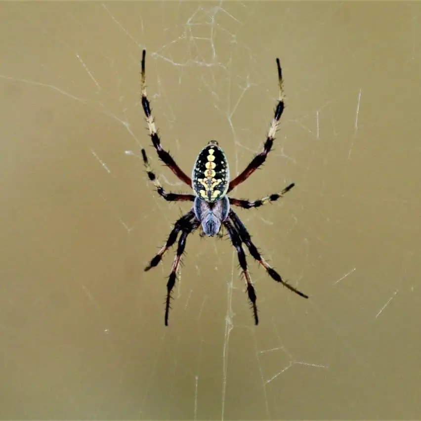 Western Spotted Orb Weaver – Neoscona Oaxacensis