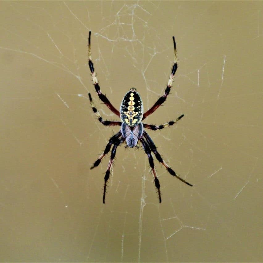 Western Spotted Orb Weaver – Neoscona Oaxacensis information