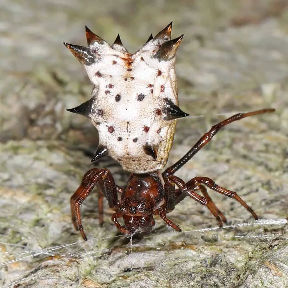 Micrathena gracilis – Spined Micrathena - USA Spiders