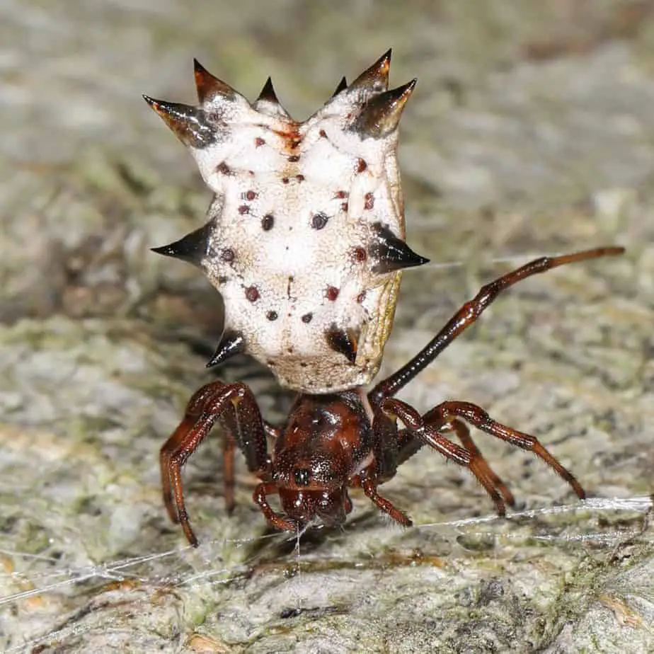 White spider with black spines brown legs is a Micrathena gracilis – Spined Micrathena found in Georgia United States