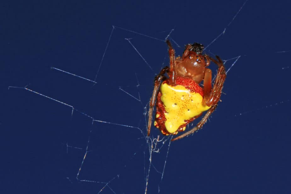Yellow and orange brown spider - Arrow head spider Verrucosa arenata