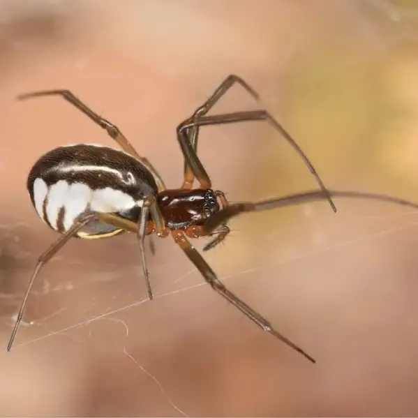 bowl and doily spider Frontinella pyramitela information