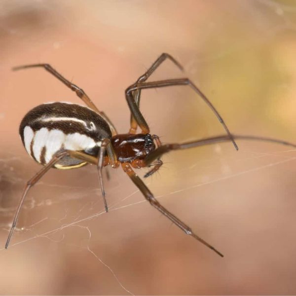 Spiders in Indiana - USA Spiders