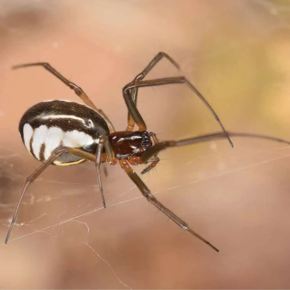 Frontinella Pyramitela – Bowl and Doily Spider