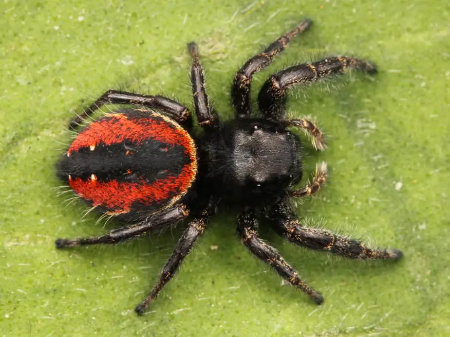 female red-backed jumping spider phidippus johnsoni black spider with short legs and red back