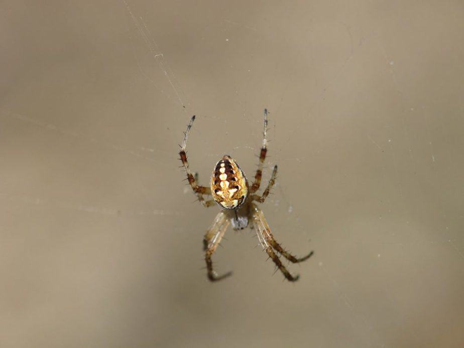 juvenile western spotted orb weaver in california orchard