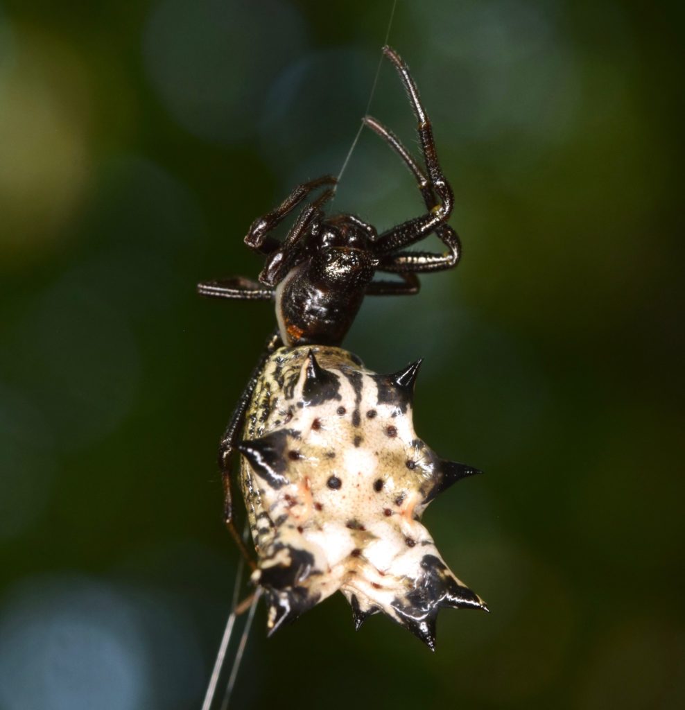 small spider black and white with large abdomen in virginia is a Micrathena gracilis – Spined Micrathena