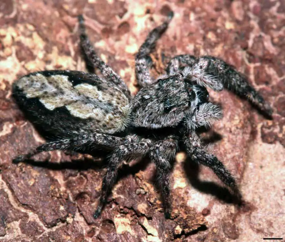 Femaly platycryptus undatus