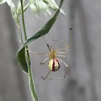 Enoplognatha Ovata – Candy-Striped Spider
