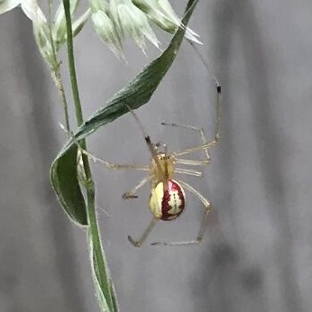 Candy-striped spider Enoplognatha ovata information