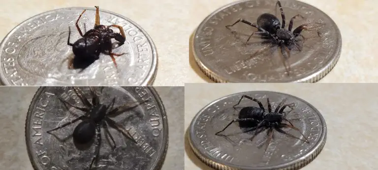 Castianeira longipalpa found in Wisconsin size comparison with quarter dollar coin