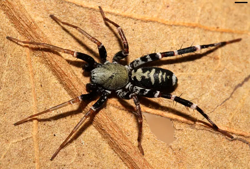 Castianeira longipalpa long-palped ant mimicking spider black with gray white lateral stripes - Kopie