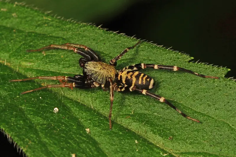 Castianeira longipalpa long-palped ant mimicking spider in eastern USA gray black spider with lateral gray stripes