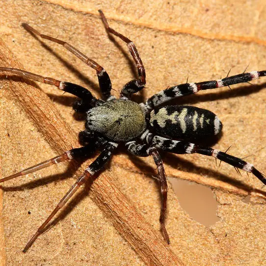 Castianeira longipalpa long-palped ant mimicking spider information