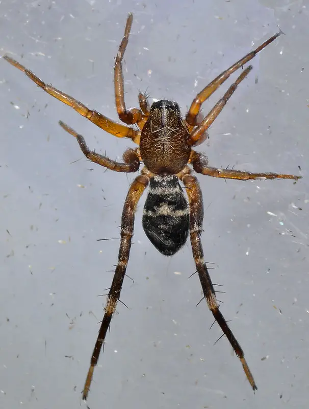 Castianeira longipalpa long-palped ant mimicking spider small spider orange legs black abdomen