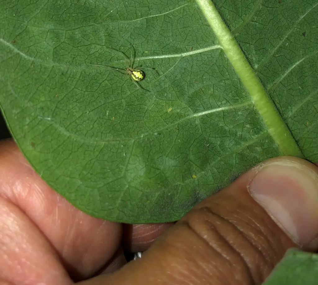 Enophlongata ovata Candy-striped spider found in Fargo North Dakota green spider with white stripes round abdomen cobweb on leaf