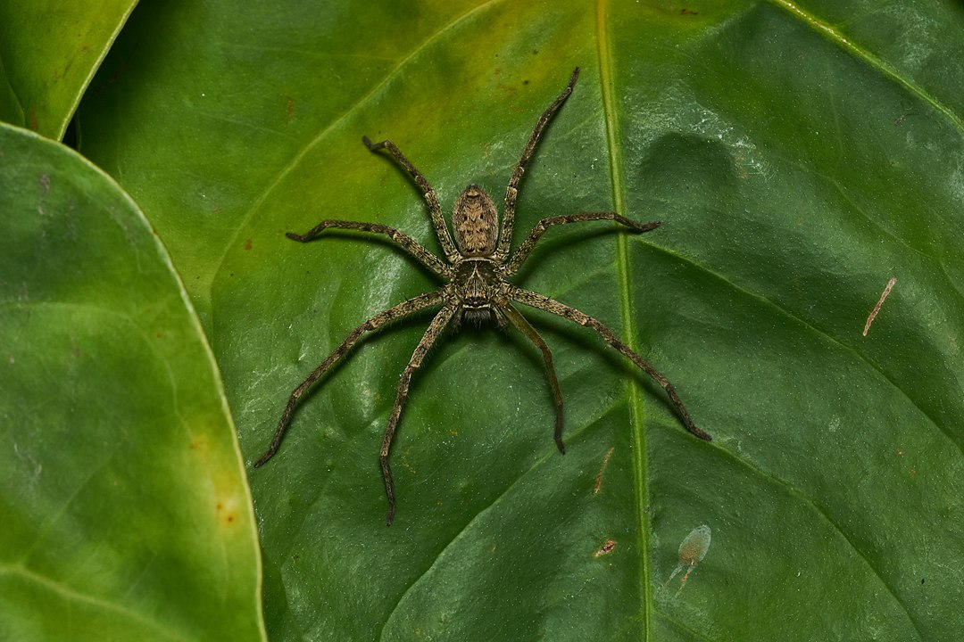 Heteropoda Venatoria Pantropical Huntsman Usa Spiders 1270