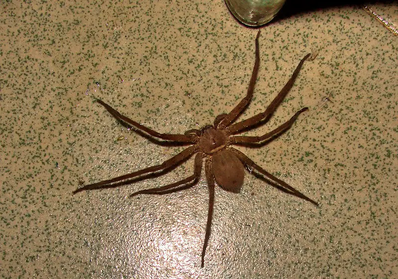 Heteropoda venatoria - Pantropical huntsman in United States