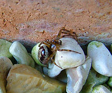 Steatoda Nobilis- Noble False Widow