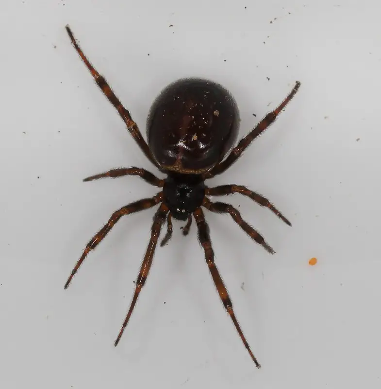 Steatoda borealis in United States