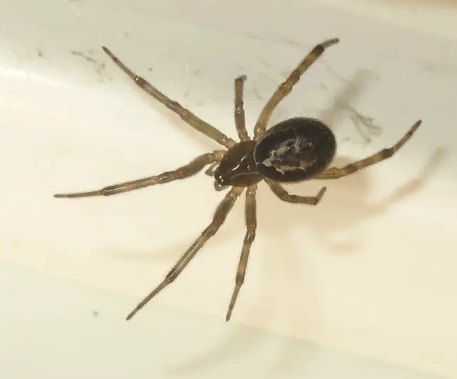 Range ofSteatoda nobilis - Noble False Widow in United States