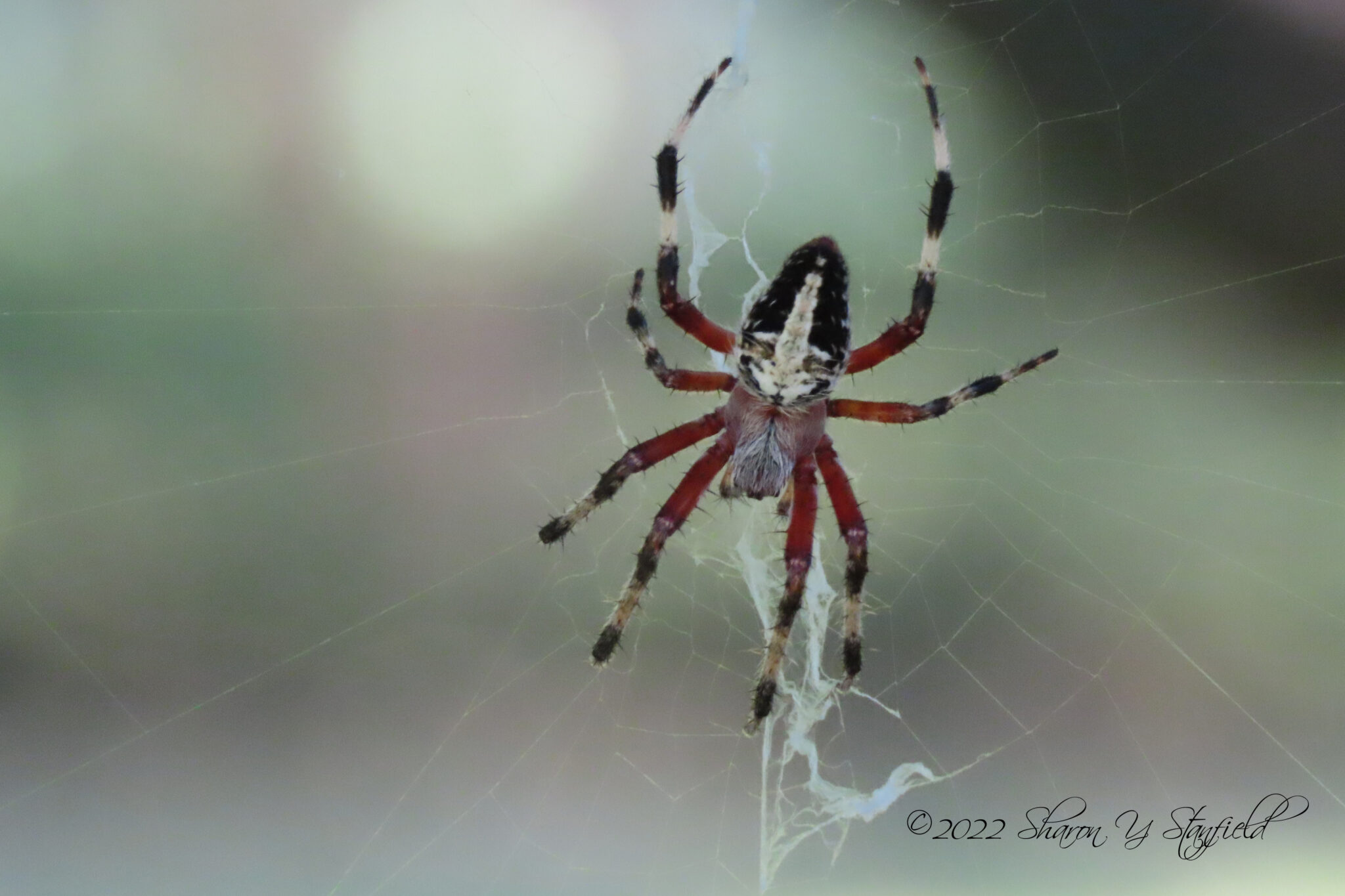 Neoscona Neoscona domiciliorum - Red-femured Spotted Orbweaver - USA Spiders
